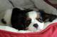 Gratis Charles Spaniel Rey Cavalier cachorros disponibles - Foto 1