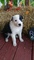 Gratis collie barbudo cachorros lista