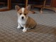 Gratis corgi galés cachorros lista - Foto 1