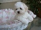 Gratis Coton de Tulear cachorro disponibles - Foto 1