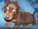 Gratis dachshund miniatura cachorros lista