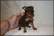 Gratis dachshund miniatura cachorros lista