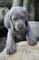 Gratis del weimaraner cachorros disponibles