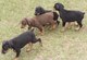 Gratis doberman cachorros disponibles