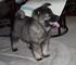 Gratis elkhound cachorros lista - Foto 1