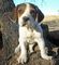 Gratis foxhound cachorro lista