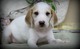 Gratis foxhound cachorros lista