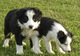 Gratis galés collie cachorros disponibles - Foto 1