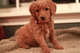 Gratis goldendoodle cachorros lista