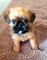 Gratis griffon bruselense cachorro disponibles