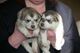 Gratis inuit del norte cachorros disponibles - Foto 1