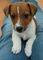 Gratis Jack Russell Terrier cachorros lista - Foto 1