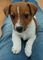 Gratis jack russell terrier cachorros lista