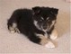 Gratis lapphund cachorros listo