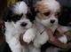 Gratis Lhasa Apso cachorros lista - Foto 1