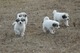 Gratis los grandes pirineos cachorros lista - Foto 1