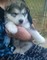Gratis malamute de alaska cachorro lista