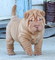 Gratis mini-pei cachorros lista