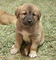Gratis pastor de anatolia cachorros disponibles - Foto 1