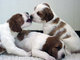 Gratis perrito del organismo rojo y blanco irlandés disponibles - Foto 1