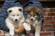 Gratis perrito japonés de akita cachorros lista