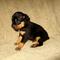 Gratis Pinscher Carlin cachorro lista - Foto 1