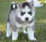 Gratis pomsky cachorro lista