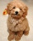 Gratis poodle de juguete cachorros disponibles - Foto 1