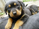 Gratis rottweiler cachorro disponibles