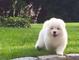 Gratis samoyedo cachorros disponibles - Foto 1