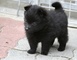 Gratis schipperke cachorros listo