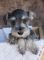 Gratis Schnauzer miniatura cachorroa lista - Foto 1