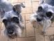 Gratis schnauzer miniatura cachorros lista