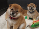 Gratis Shiba Inu cachorros lista - Foto 1