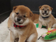 Gratis shiba inu cachorros lista