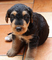 Gratis terrier airedale cachorro lista