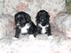 Gratis tibetano terrier cachorros disponibles