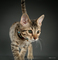 Hermoso sabana gatito disponibles - Foto 1