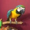 Inicio elevada y azul y oro guacamayo loros disponibles