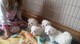 Lindos Maltés cachorros para su hogar - Foto 1
