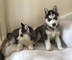 Los cachorros siberian husky