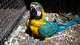 Macaw del jacinto loro para su adopción