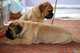 Regalo adorables cachorros bullmastiff - Foto 1