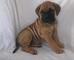 Regalo adorables cachorros bullmastiff