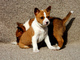 Regalo basenji perritos para adopcion - Foto 1