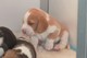 Regalo Beagle cachorros lista - Foto 1