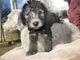 Regalo bedlington terrier que cachorro lista