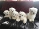 Regalo bichon cachorros listos