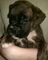 Regalo boxer cachorros listos