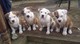 Regalo bulldog americano cachorros listo